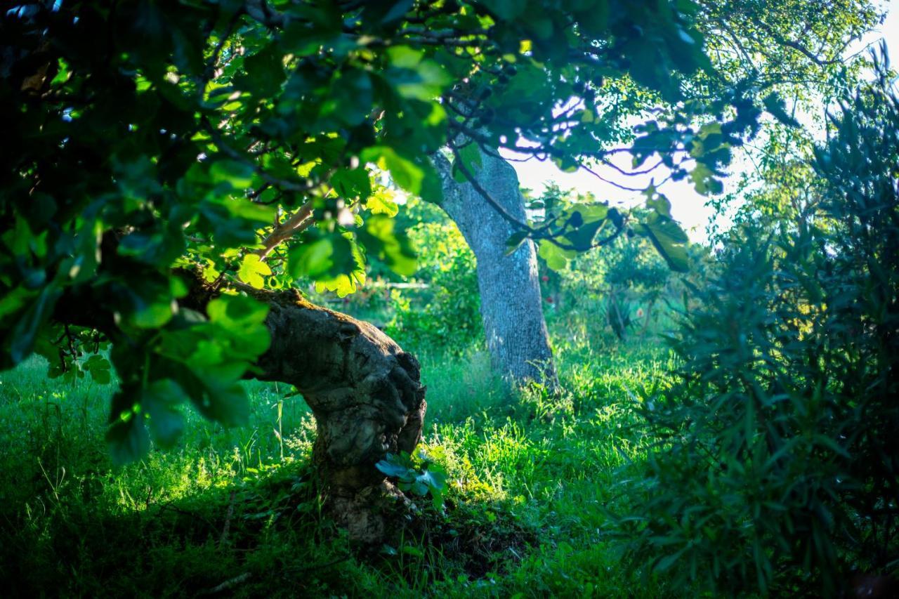 Rural Médulas Las Médulas Extérieur photo